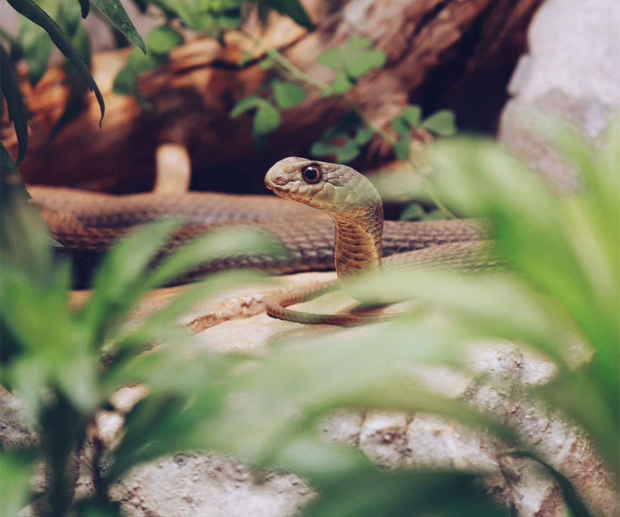Nepal's Most Sneaky Snake